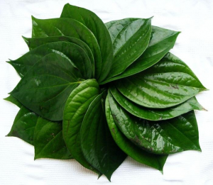 Chữa viêm phụ khoa bằng lá trầu không