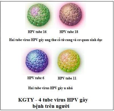 tiem-ngua-hpv-o-tuoi-nao-va-gia-moi-mui-bao-nhieu-2