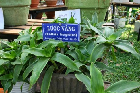 cay-luoc-vang-co-chua-duoc-benh-vay-nen-khong. 2