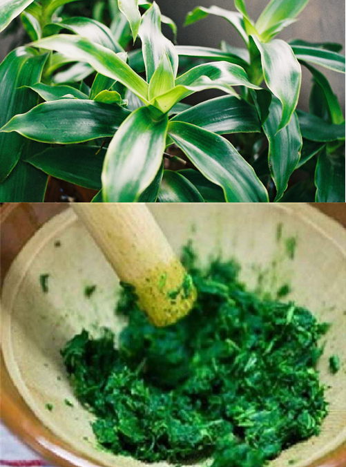 cay-luoc-vang-co-chua-duoc-benh-vay-nen-khong. 3