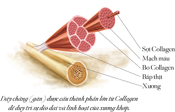 lo-8-tac-dung-cua-collagen-doi-voi-suc-khoe-va-lan-da. 1