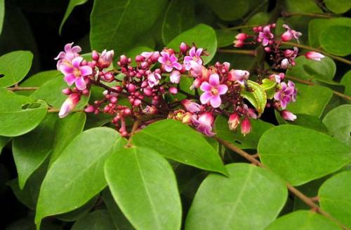 meo-nho-giup-chi-em-khong-bi-ngua-khi-mang-thai. 2
