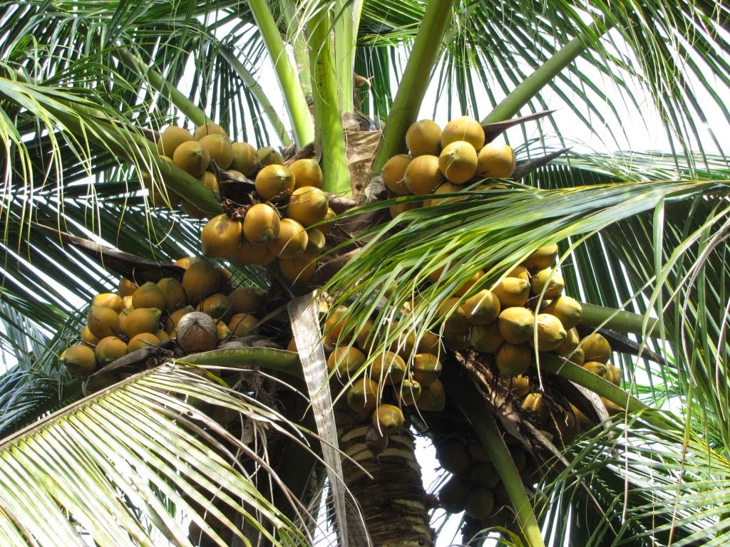 10-tac-dung-cua-dau-dua-doi-voi-suc-khoe-ban-da-biet. 1