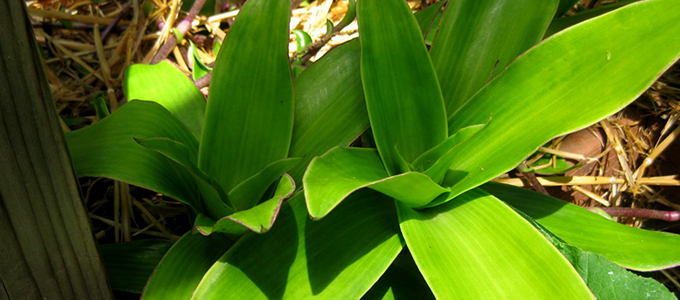 cay-luoc-vang-chua-tri-benh-gi. 2