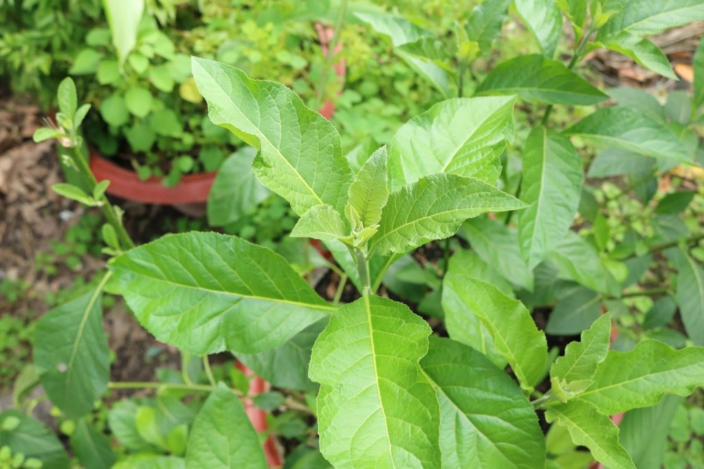 la-mat-gau-co-tac-dung-chua-benh-gi. 1
