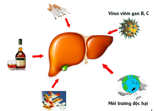 viem-gan-c-co-lay-qua-nhung-con-duong-nao. 1