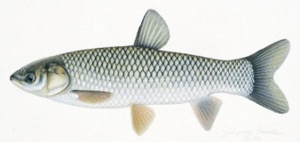 ba-bau-bi-tao-bon-nen-gi. 3
