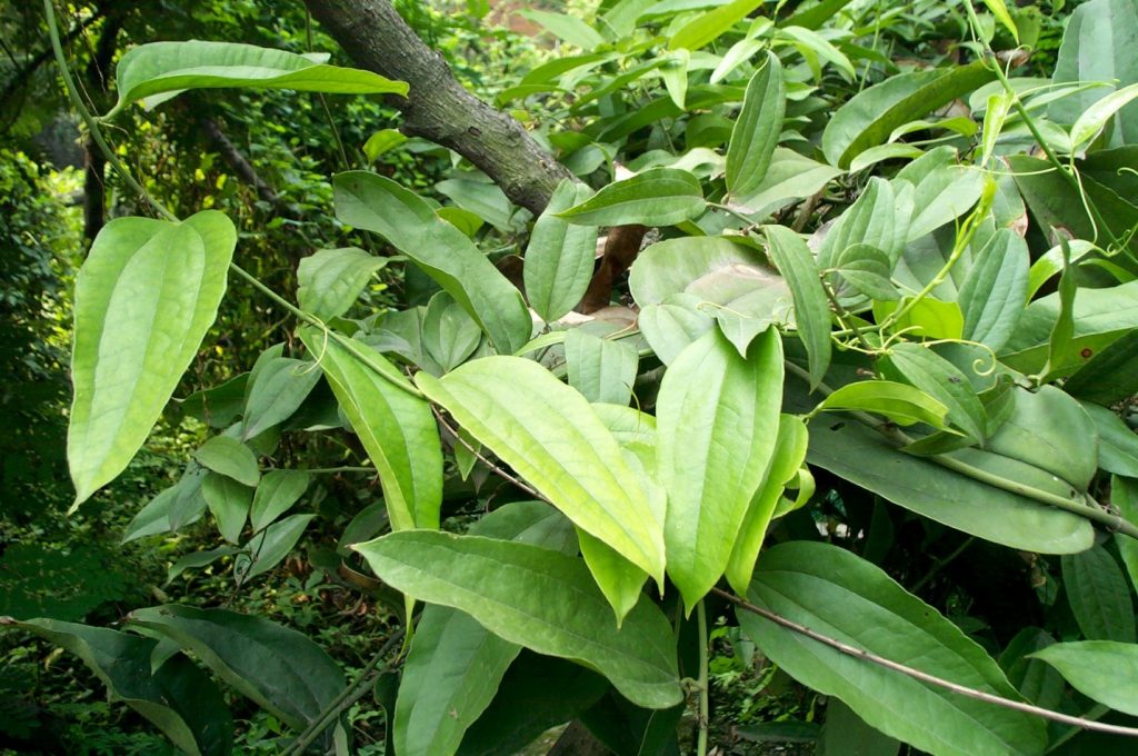 bai-thuoc-tu-cay-tho-phuc-linh-chua-benh-vay-nen. 1