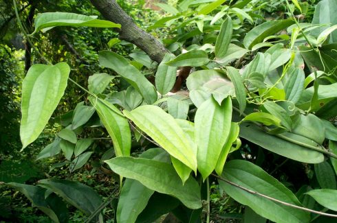 bai-thuoc-tu-cay-tho-phuc-linh-chua-benh-vay-nen. 1