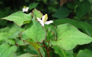 Chữa bệnh huyết trằng bằng rau diếp cá