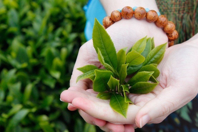 Chữa nấm phụ khoa bằng trà xanh