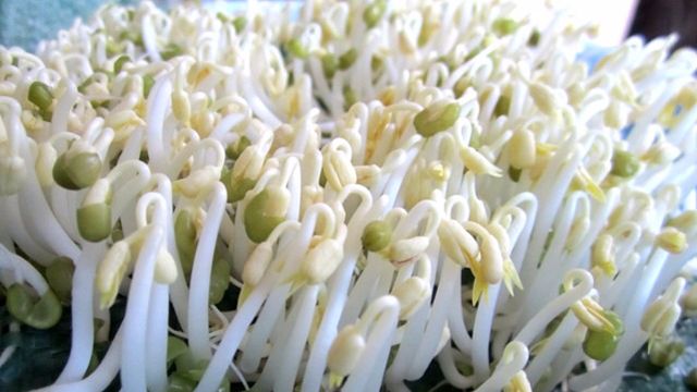 Chữa viêm niệu đạo với giá đậu xanh