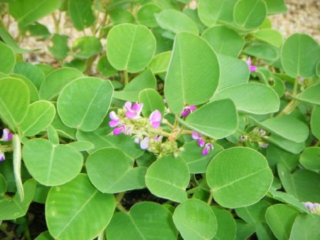 Chữa viêm niệu đạo bằng kim tiền thảo