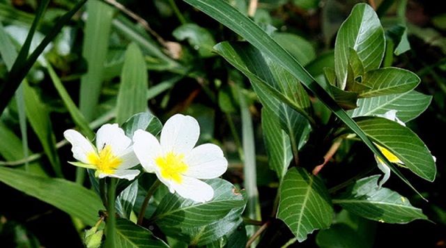Chữa viêm niệu đạo bằng rau dừa nước