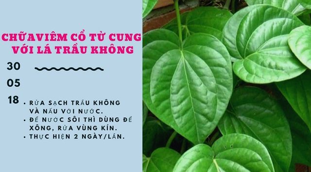 Cách điều trị viêm cổ tử cung bằng lá trầu không