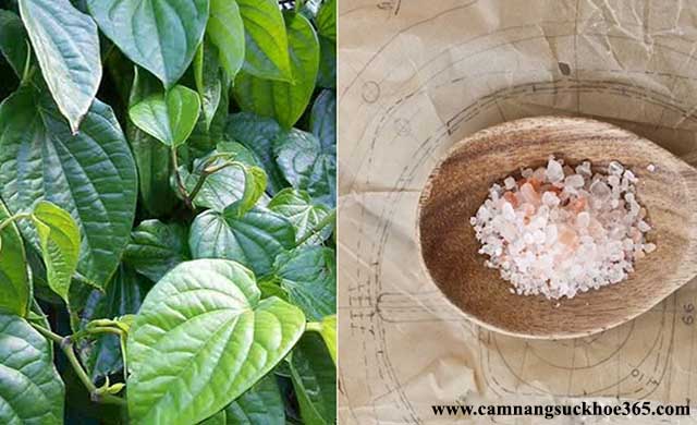 Chữa viêm lộ tuyến cổ tử cung bằng lá trầu không và muối