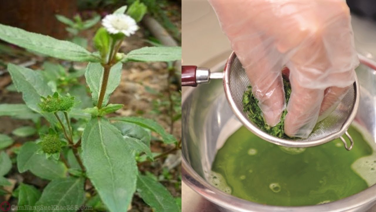cách chữa rong kinh bằng cỏ nhọ nồi