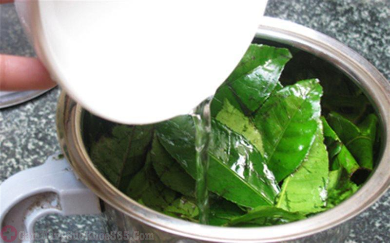 Chữa viêm cổ tử cung nhẹ bằng lá trà xanh