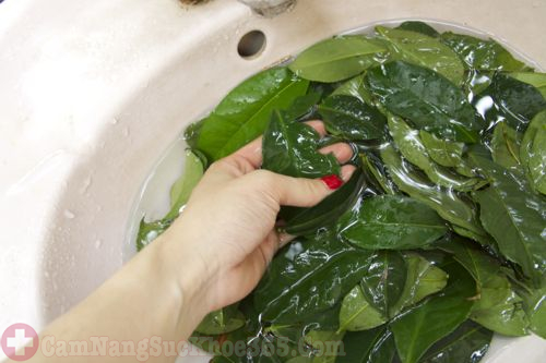 Cách thực hiện chữa bệnh phụ khoa bằng lá chè xanh 