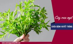 Có thật rau ngổ chữa được bệnh huyết trắng?