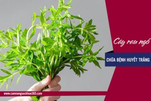 Có thật rau ngổ chữa được bệnh huyết trắng?