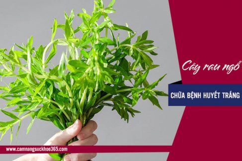 Có thật rau ngổ chữa được bệnh huyết trắng?
