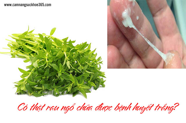 Có thật rau ngổ chữa được bệnh huyết trắng?