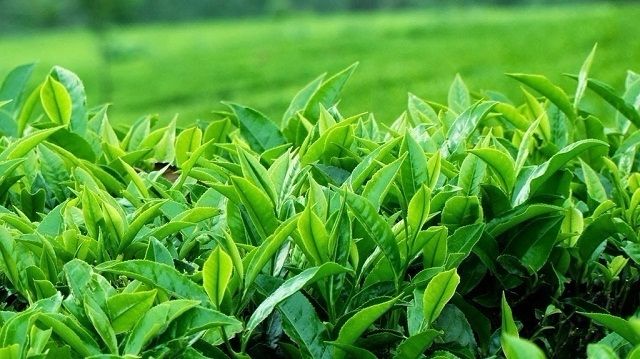 Cách chữa bệnh viêm phụ khoa bằng lá trà xanh