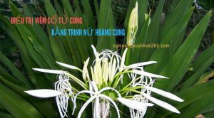 Chữa viêm cổ tử cung bằng trinh nữ hoàng cung