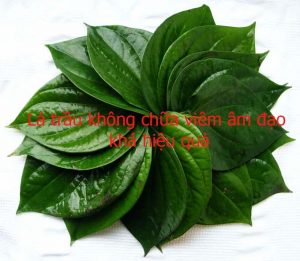 chữa viêm âm đạo bằng lá trầu không