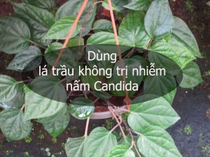 Chữa nấm candida bằng lá trầu không