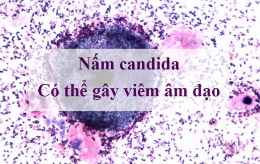 Nấm candida