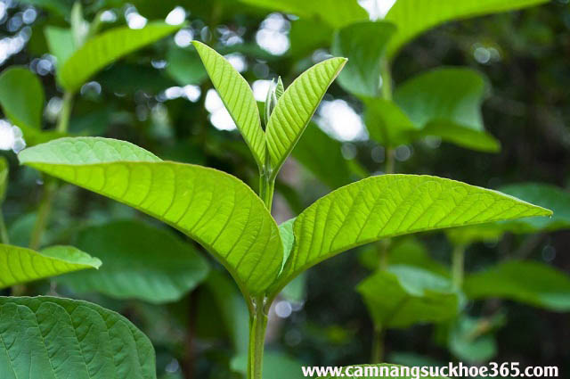 cách trị viêm âm đạo từ lá ổi