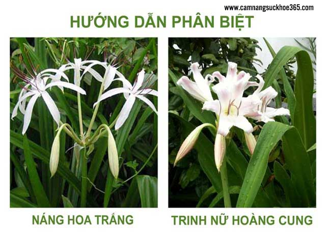 Chữa bệnh viêm lộ tuyến bằng bài thuốc đông y