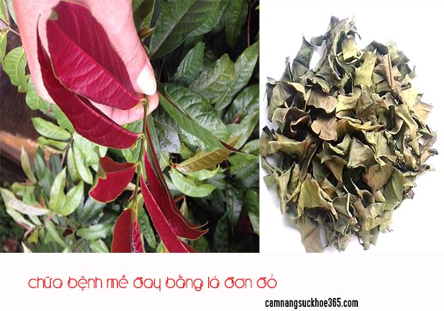 Cách chữa bệnh mề đay bằng lá đơn đỏ