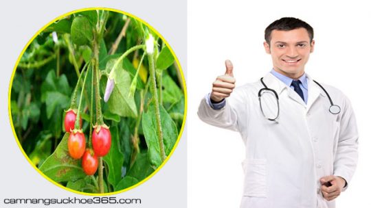 Chữa viêm gan B bằng cây cà gai leo