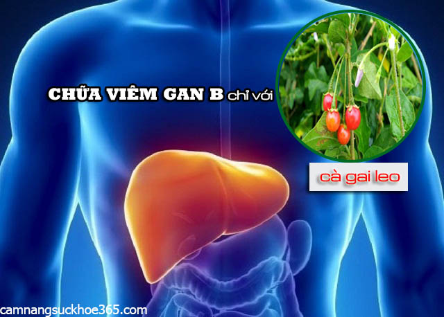 Chữa viêm gan B bằng cây cà gai leo