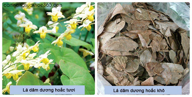 Chữa bệnh yếu sinh lý cho nam giới bằng cây thuốc nam