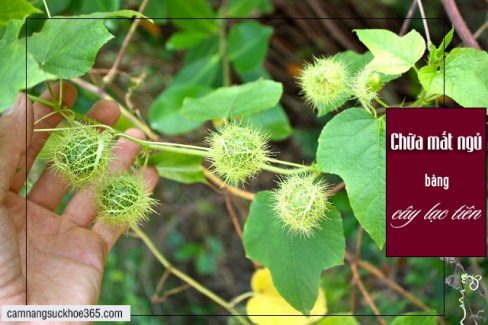 Cách chữa bệnh mất ngủ bằng cây lạc tiên