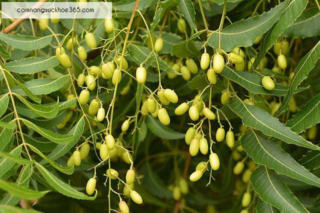 Kinh nghiệm chữa ghẻ nước bằng lá cây quanh vườn