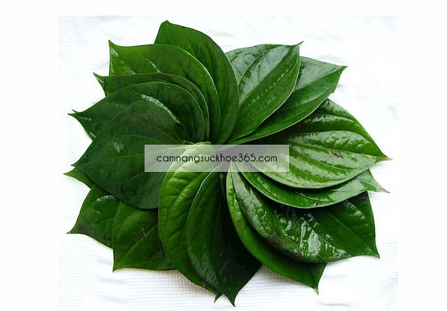 Kinh nghiệm chữa ghẻ nước bằng lá cây quanh vườn