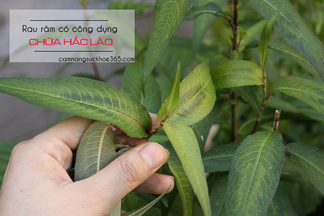 Cách chữa bệnh hắc lào bằng rau răm