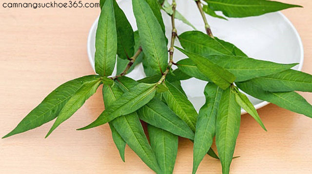 Cách chữa bệnh hắc lào bằng rau răm