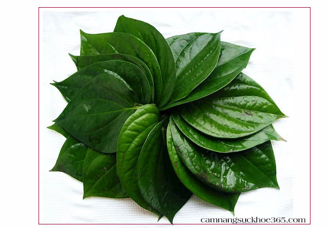 Chữa viêm da cơ địa bằng lá trầu không