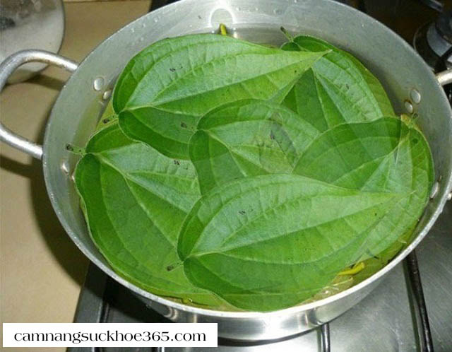 Chữa viêm da cơ địa bằng lá trầu không
