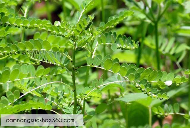 Tự chữa bệnh gan nhiễm mỡ bằng thuốc nam
