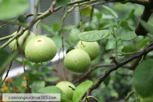 Tự chữa bệnh gan nhiễm mỡ bằng thuốc nam