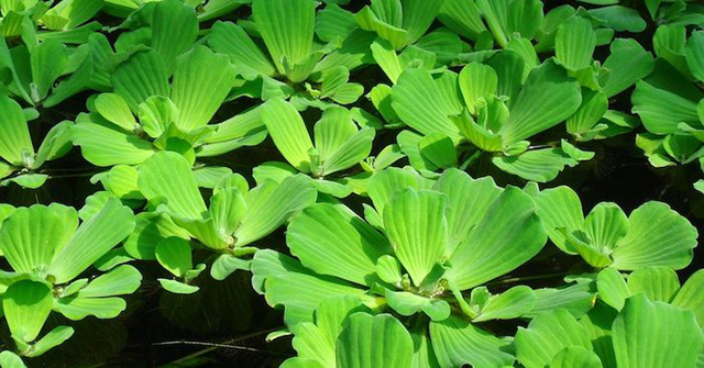 chữa viêm da cơ địa bằng thuốc nam với cây bèo cái