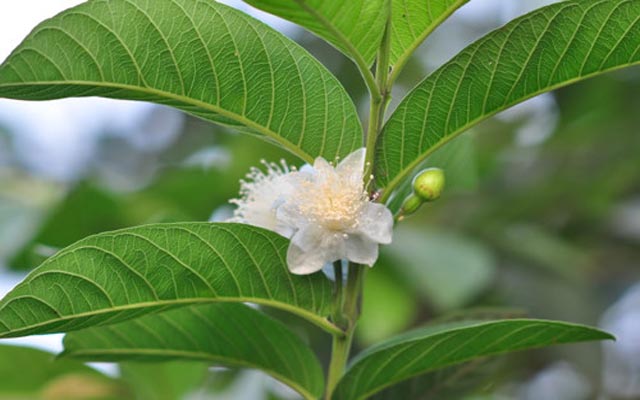 cách chữa viêm da cơ địa bằng lá ổi