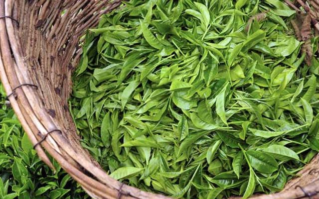 trị viêm da cơ địa bằng lá chè xanh